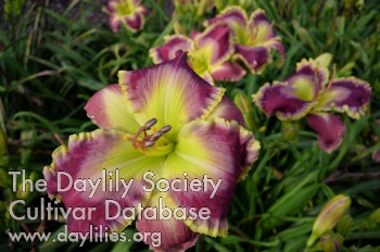 Daylily Rosemarie Louise